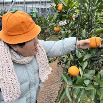 주간활동서비스 활동 천혜향, 레드향, 한라봉 수확 체험! 이미지